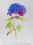 Hydrangea 2